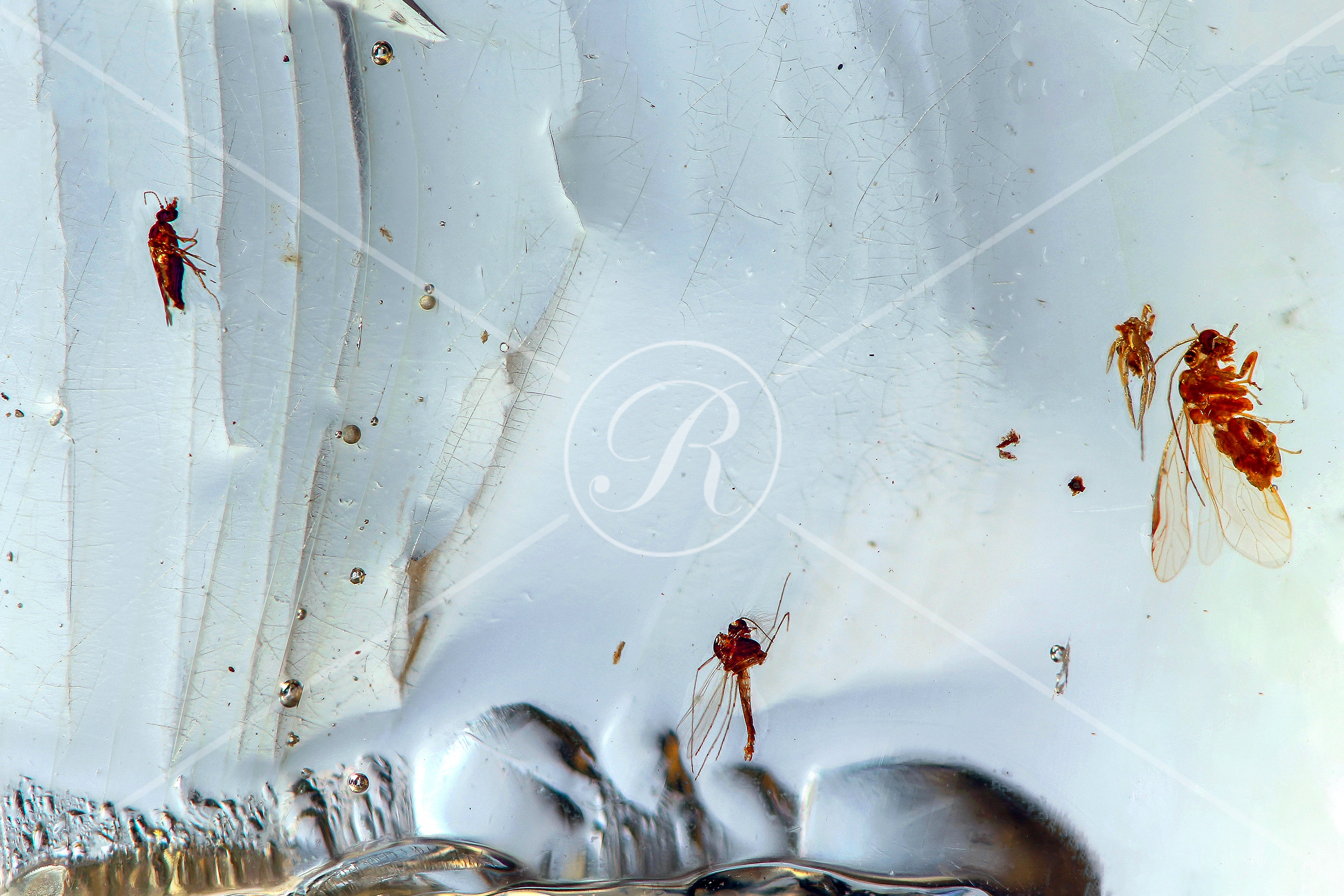 Watermark_204_N29 v2 .jpg